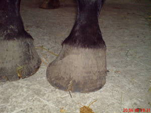 Hufprobleme Pferd vorher